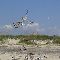 Sea Gulls in Flight
